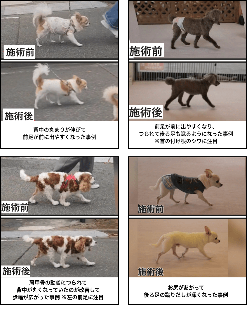 What can it do for dogs