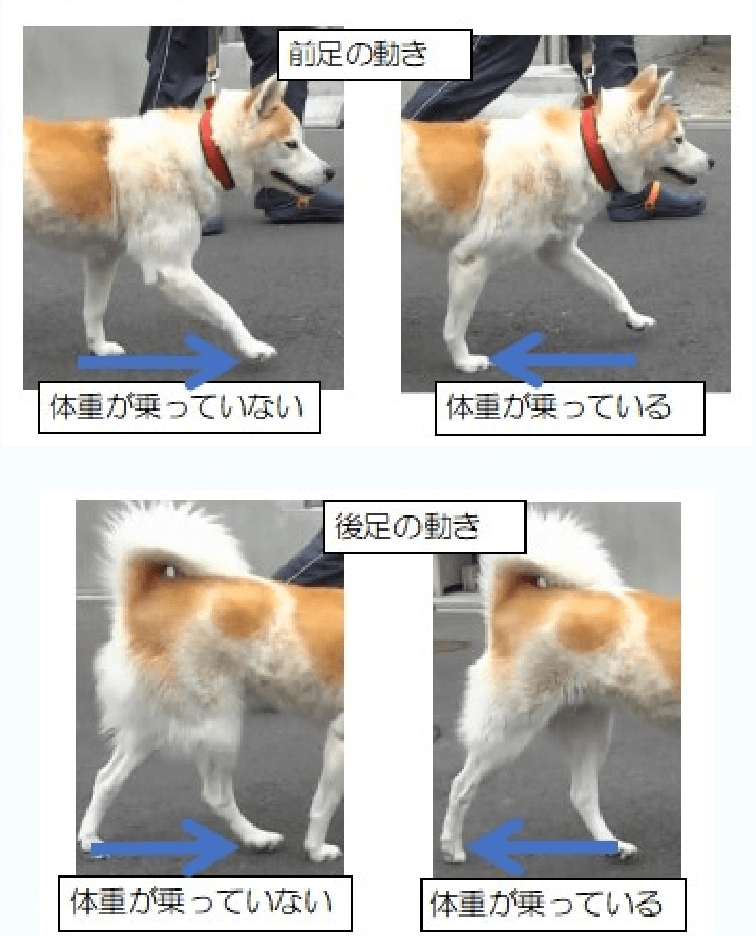 犬の進行方向は前と決まっている