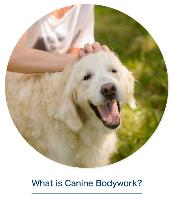 What is Canine Bodywork