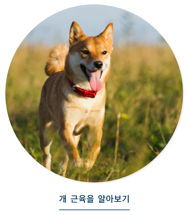 개 근육을 알아보기