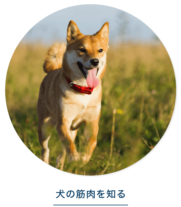 犬の筋肉を知る