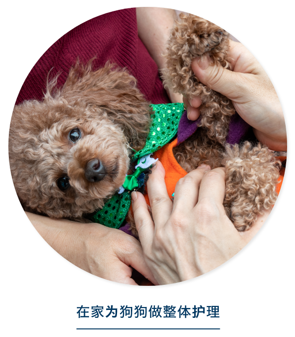 在家为狗狗做整体护理